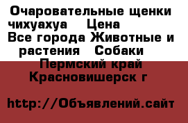 Очаровательные щенки чихуахуа  › Цена ­ 25 000 - Все города Животные и растения » Собаки   . Пермский край,Красновишерск г.